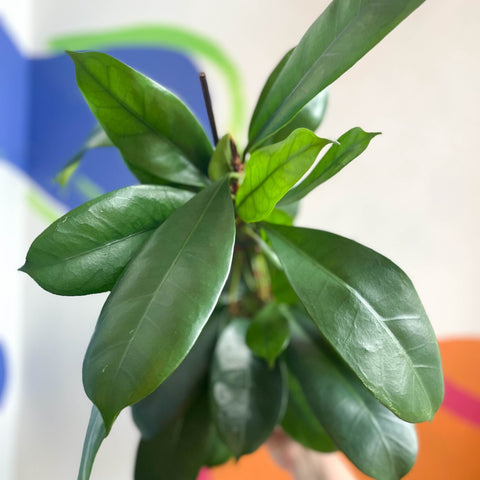 African Fig - Ficus cyathistipula - Sprouts of Bristol