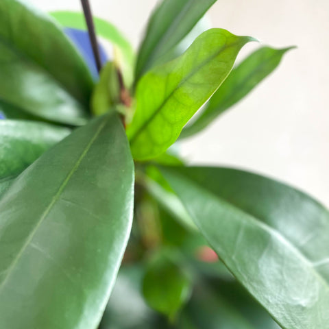 African Fig - Ficus cyathistipula - Sprouts of Bristol