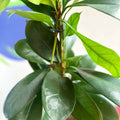 African Fig - Ficus cyathistipula - Sprouts of Bristol