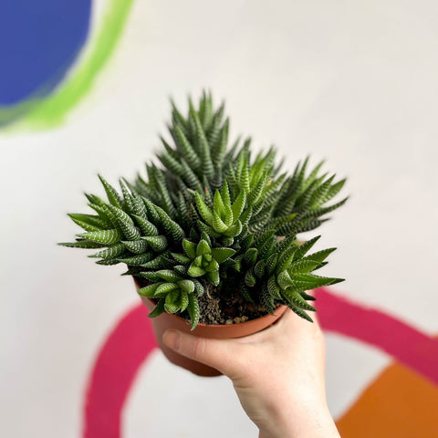 African Pearls - Haworthia reinwardtii - Sprouts of Bristol