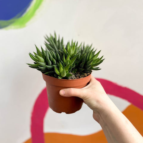 African Pearls - Haworthia reinwardtii - Sprouts of Bristol