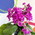 African Violet - Streptocarpus 'Angie' - Welsh Grown - Sprouts of Bristol
