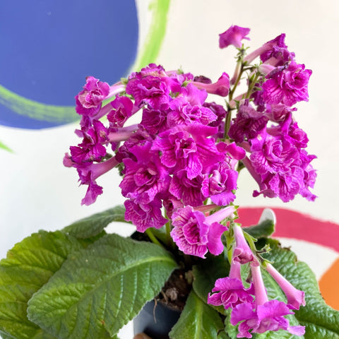 African Violet - Streptocarpus 'Angie' - Welsh Grown - Sprouts of Bristol