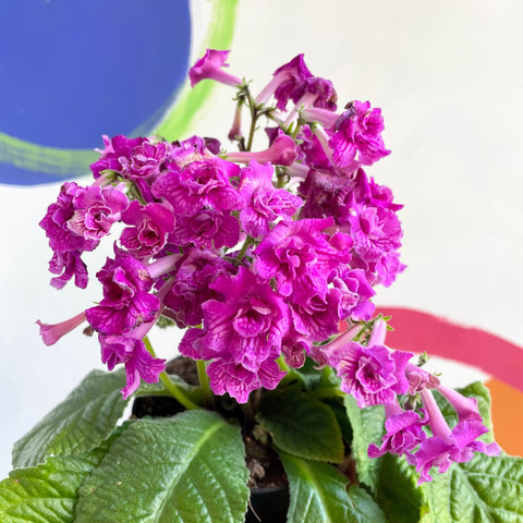 African Violet - Streptocarpus 'Angie' - Welsh Grown - Sprouts of Bristol