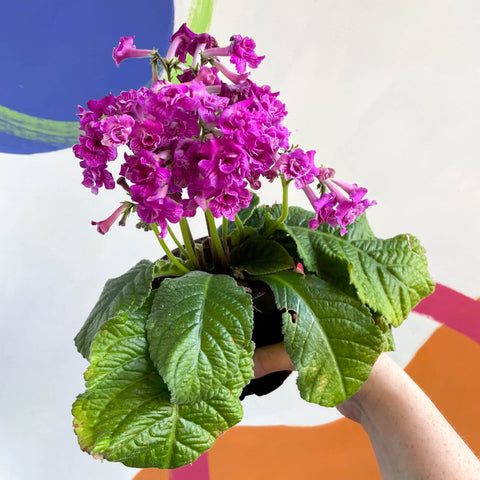 African Violet - Streptocarpus 'Angie' - Welsh Grown - Sprouts of Bristol