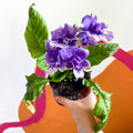 African Violet - Streptocarpus 'Blue Frills' - Welsh Grown - Sprouts of Bristol