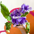 African Violet - Streptocarpus 'Blue Frills' - Welsh Grown - Sprouts of Bristol