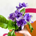 African Violet - Streptocarpus 'Blue Frills' - Welsh Grown - Sprouts of Bristol