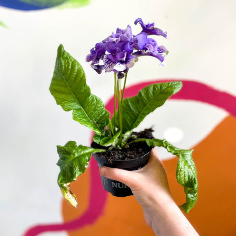 African Violet - Streptocarpus 'Blue Frills' - Welsh Grown - Sprouts of Bristol
