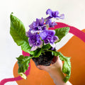 African Violet - Streptocarpus 'Blue Frills' - Welsh Grown - Sprouts of Bristol
