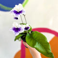 African Violet - Streptocarpus 'Blue Leyla' - Welsh Grown - Sprouts of Bristol