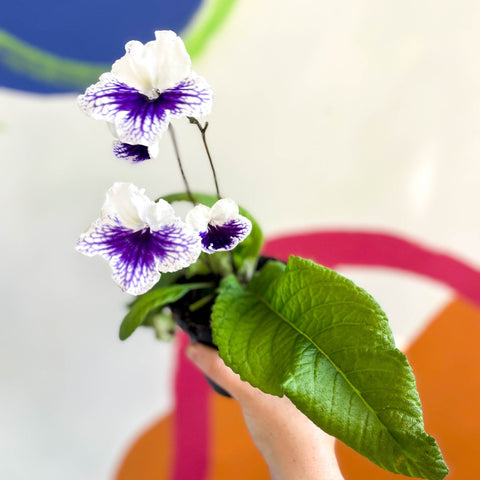 African Violet - Streptocarpus 'Blue Leyla' - Welsh Grown - Sprouts of Bristol