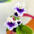 African Violet - Streptocarpus 'Blue Leyla' - Welsh Grown - Sprouts of Bristol