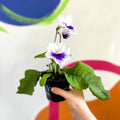African Violet - Streptocarpus 'Blue Leyla' - Welsh Grown - Sprouts of Bristol