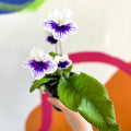 African Violet - Streptocarpus 'Blue Leyla' - Welsh Grown - Sprouts of Bristol