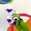 African Violet - Streptocarpus 'Blue Leyla' - Welsh Grown - Sprouts of Bristol