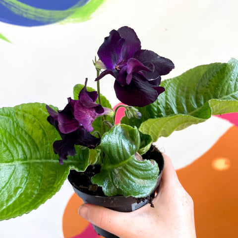 African Violet - Streptocarpus 'Bristol's Black Bird' - Welsh Grown - Sprouts of Bristol