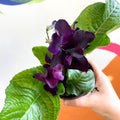 African Violet - Streptocarpus 'Bristol's Black Bird' - Welsh Grown - Sprouts of Bristol