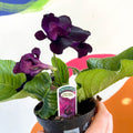 African Violet - Streptocarpus 'Bristol's Black Bird' - Welsh Grown - Sprouts of Bristol