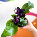 African Violet - Streptocarpus 'Bristol's Black Bird' - Welsh Grown - Sprouts of Bristol