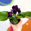 African Violet - Streptocarpus 'Bristol's Black Bird' - Welsh Grown - Sprouts of Bristol