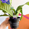 African Violet - Streptocarpus 'Cappuccino' - Welsh Grown - Sprouts of Bristol