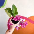 African Violet - Streptocarpus 'Carol' - Welsh Grown - Sprouts of Bristol