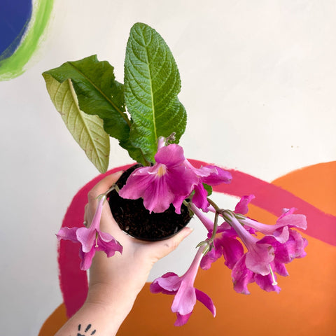 African Violet - Streptocarpus 'Carol' - Welsh Grown - Sprouts of Bristol