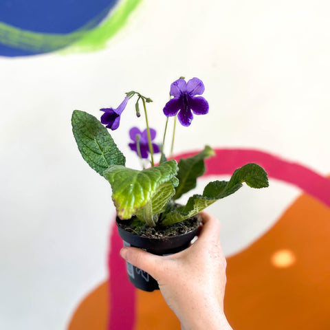African Violet - Streptocarpus 'Carys' - Welsh Grown - Sprouts of Bristol