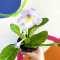 African Violet - Streptocarpus 'Charlotte' - Welsh Grown - Sprouts of Bristol