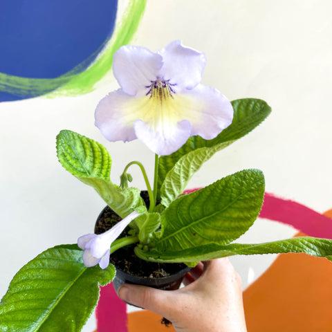 African Violet - Streptocarpus 'Charlotte' - Welsh Grown - Sprouts of Bristol