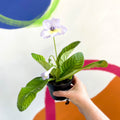 African Violet - Streptocarpus 'Charlotte' - Welsh Grown - Sprouts of Bristol