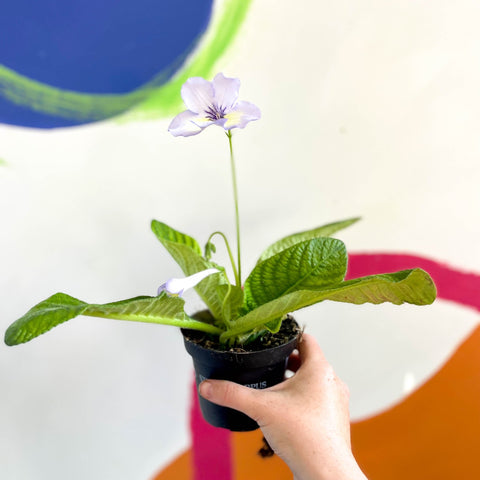 African Violet - Streptocarpus 'Charlotte' - Welsh Grown - Sprouts of Bristol
