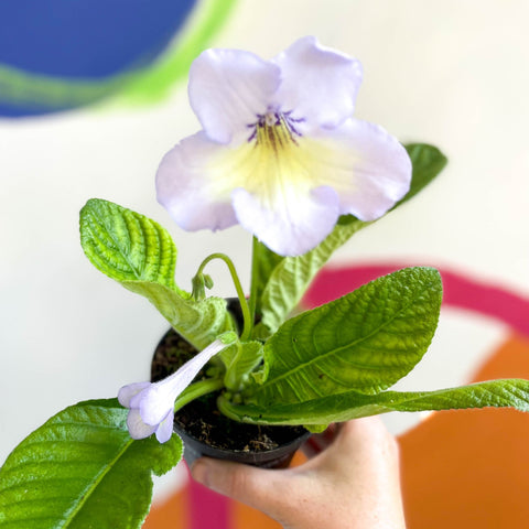 African Violet - Streptocarpus 'Charlotte' - Welsh Grown - Sprouts of Bristol