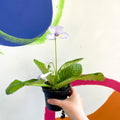 African Violet - Streptocarpus 'Charlotte' - Welsh Grown - Sprouts of Bristol