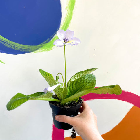 African Violet - Streptocarpus 'Charlotte' - Welsh Grown - Sprouts of Bristol