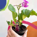 African Violet - Streptocarpus 'Cynthia' - Welsh Grown - Sprouts of Bristol
