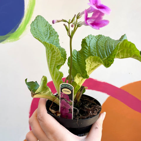 African Violet - Streptocarpus 'Cynthia' - Welsh Grown - Sprouts of Bristol
