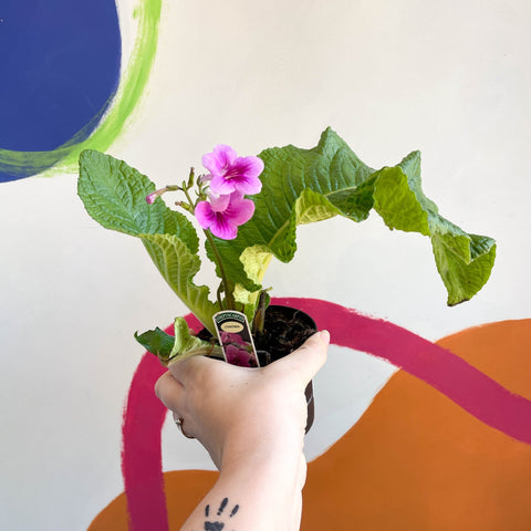 African Violet - Streptocarpus 'Cynthia' - Welsh Grown - Sprouts of Bristol