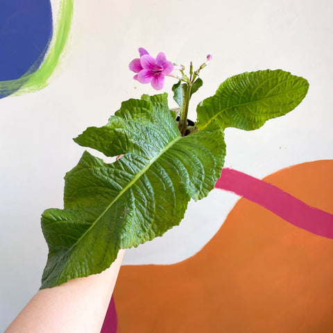 African Violet - Streptocarpus 'Cynthia' - Welsh Grown - Sprouts of Bristol