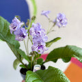 African Violet - Streptocarpus 'Dolina' - Welsh Grown - Sprouts of Bristol