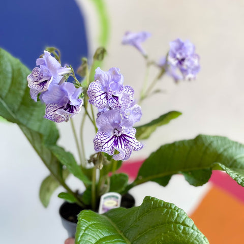 African Violet - Streptocarpus 'Dolina' - Welsh Grown - Sprouts of Bristol