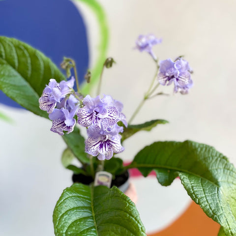 African Violet - Streptocarpus 'Dolina' - Welsh Grown - Sprouts of Bristol