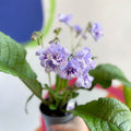 African Violet - Streptocarpus 'Dolina' - Welsh Grown - Sprouts of Bristol