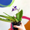 African Violet - Streptocarpus 'Gold Dust' - Welsh Grown - Sprouts of Bristol