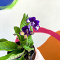 African Violet - Streptocarpus 'Gold Dust' - Welsh Grown - Sprouts of Bristol