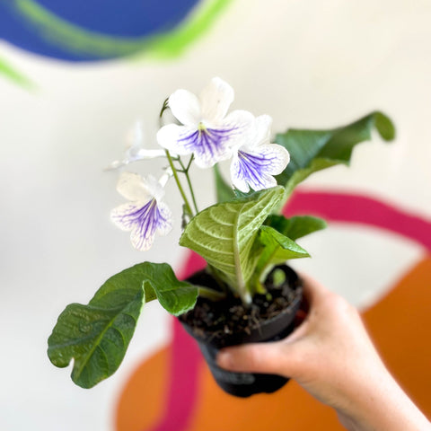 African Violet - Streptocarpus 'Gwen' - Welsh Grown - Sprouts of Bristol