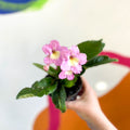 African Violet - Streptocarpus 'Hannah' - Welsh Grown - Sprouts of Bristol