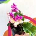 African Violet - Streptocarpus 'Harlequin Dawn' - Welsh Grown - Sprouts of Bristol