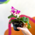 African Violet - Streptocarpus 'Harlequin Dawn' - Welsh Grown - Sprouts of Bristol